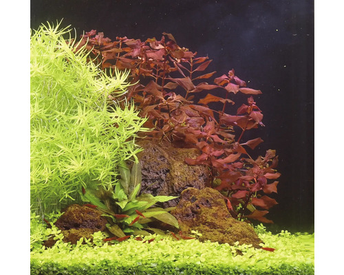 Aquarium décoré avec des plantes aquatiques et des pierres
