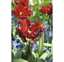 Gros plan d''une tulipe perroquet rouge dans une plate-bande.