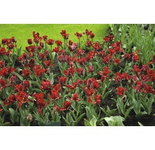 Massif de tulipes perroquet rouges dans le jardin