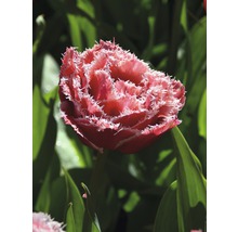 Bulbes FloraSelf tulipes Crispa Double 'Brest' rose 5 pces-thumb-4