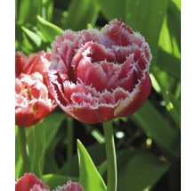 Bulbes FloraSelf tulipes Crispa Double 'Brest' rose 5 pces-thumb-5