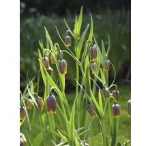 Groupe de fritillaires pintades dans le jardin