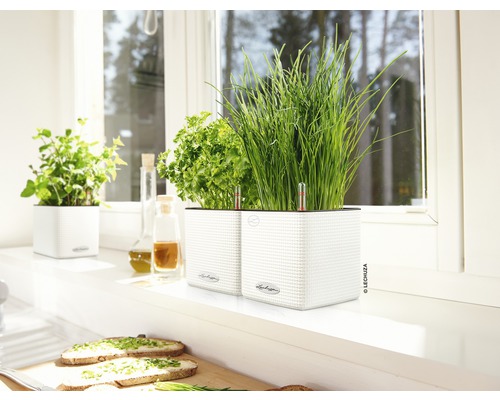 Jardin d''herbes aromatiques avec ciboulette, persil et menthe dans des pots blancs sur un rebord de fenêtre.