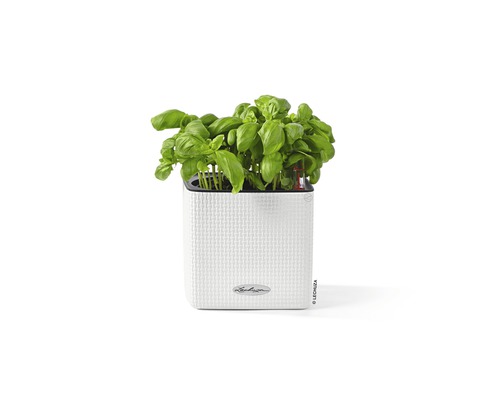 Plant de basilic dans un pot blanc