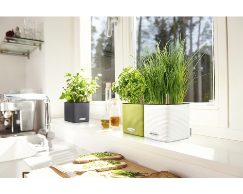 Scène de cuisine avec des herbes aromatiques dans des jardinières sur un rebord de fenêtre