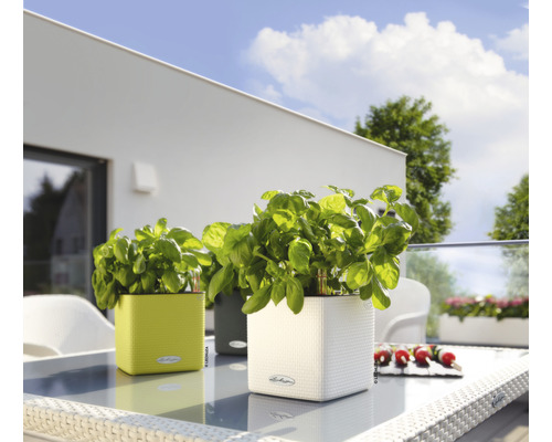 Trois pots de fleurs Lechuza avec du basilic sur une table à l''extérieur.