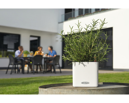 Pot de fleurs carré avec des herbes aromatiques dans le jardin