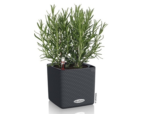 Rosmarin in einem Lechuza Pflanzgefäß