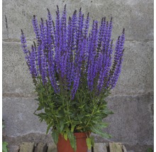 Plant de sauge en pot
