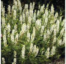 Plante de sauge fleurie dans le jardin