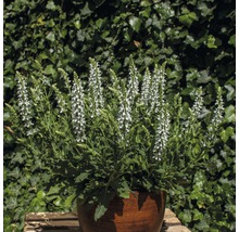 Plant de sauge avec des fleurs blanches dans un pot.