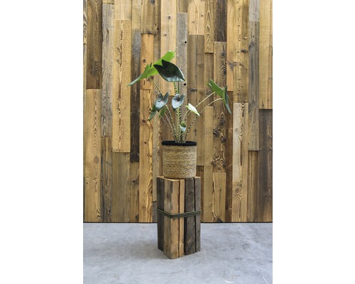 Zimmerpflanze in einem Korb auf einem Holzsockel vor einer Holzwand