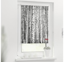 Fenster mit Rollo mit Birkenwald Muster