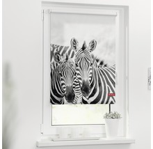 Fenster mit Rollo und Zebra-Motiv