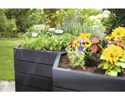 Jardinière surélevée plantée d''herbes aromatiques et de fleurs dans le jardin