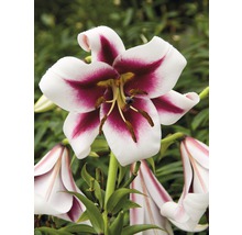 Gros plan d''une fleur de lys avec des pétales blanc-rouge bordeaux.