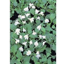 Kriechende Männertreu mit weißen Blüten und grünen Blättern.