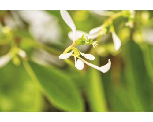 Gros plan d''une plante avec des fleurs blanches