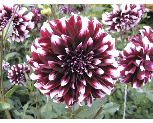 Gros plan sur un dahlia rayé rouge et blanc