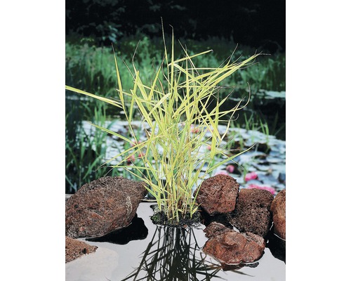 Roseau multicolore FloraSelf Phragmites australis 'Variegata' h 10-100 cm Co 0,6 l Graminée ornementale dans un bassin de jardin avec des pierres de lave