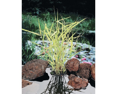 Bunter Schilfrohr FloraSelf Phragmites australis 'Variegata' H 10-100 cm Co 0,6 L