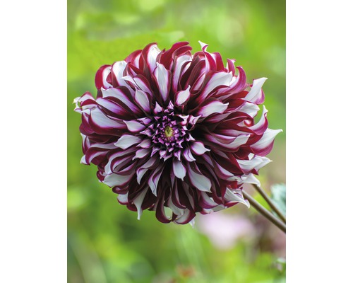 Gros plan sur un dahlia rayé rouge et blanc