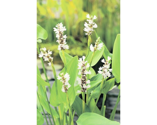 Pontédérie à feuilles en cœur FloraSelf Pontederia cordata 'Alba' h 10-60 cm Co 0,6 l