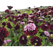 Feld mit blühenden Dahlien