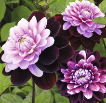 Nahaufnahme von Dahlienblüten mit dunklen und hellen Blütenblättern