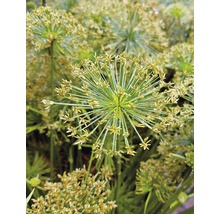 Gros plan de souchet dans le jardin