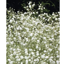 Bulbes de fleurs FloraSelf® Gypsophile blanc 5 unites-thumb-2