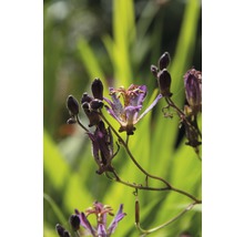 Nahaufnahme einer blühenden Krötenlilie