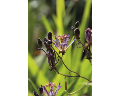 Nahaufnahme einer blühenden Krötenlilie