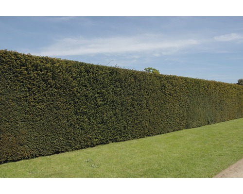 Longue haie taillée dans le jardin
