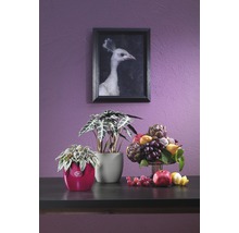 Dekoratives Arrangement mit Zimmerpflanzen, Obst und einem gerahmten Bild an der Wand