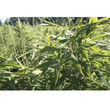 Plante de bambou dans le jardin
