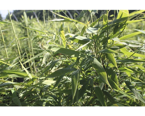 Plante de bambou dans le jardin
