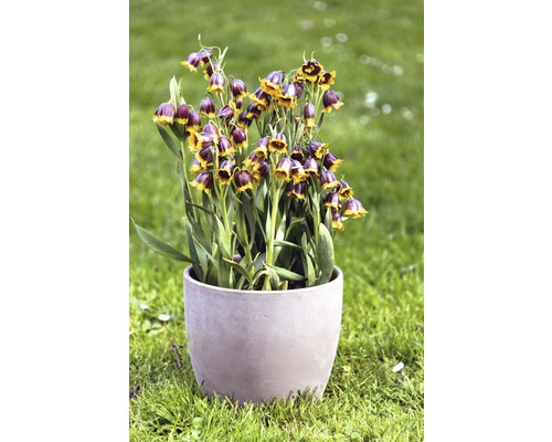 Fritillaires pintades fleuries dans un pot sur une pelouse