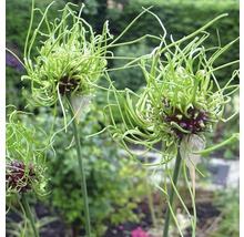 Trois plants d''ail d''ornement dans une plate-bande