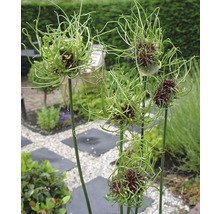 Inflorescence d''ail d''ornement dans le jardin
