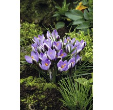Bulbes de crocus FloraSelf 'Spring Beauty', 12 pièces-thumb-4