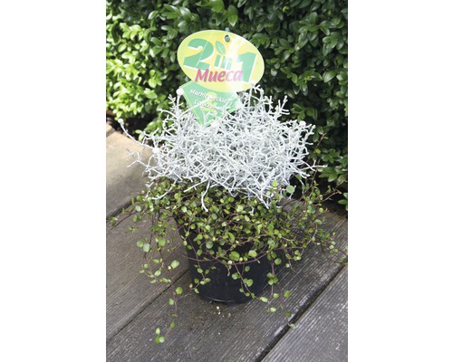 Plante ornementale 2 en 1 en pot