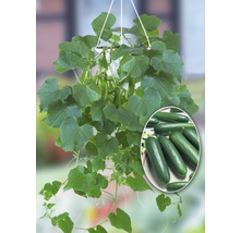 Concombre suspendu dans un pot avec des concombres et des feuilles