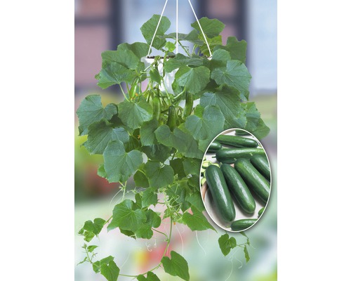 Concombre suspendu dans un pot avec des concombres et des feuilles