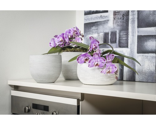 Dekorative Blumentöpfe mit lila Orchideen auf einer Anrichte