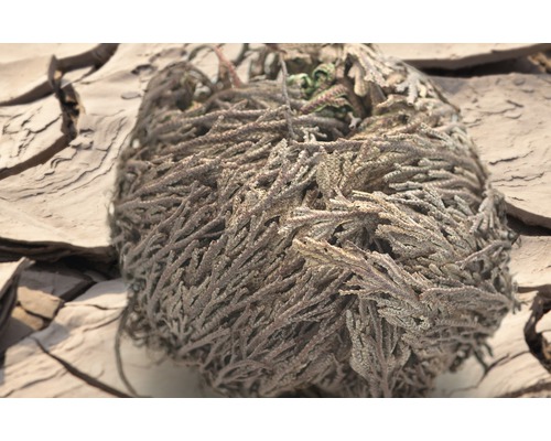 Boule de plantes sèches sur sol craquelé