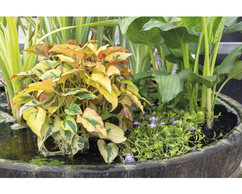 Lot de plantes de bassin FloraSelf pour bassin miniature, panier 45 cm