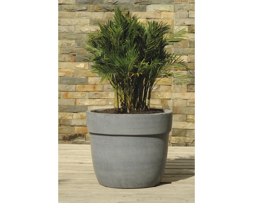 Phoenix Palmier dans un pot