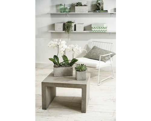 Scène décorative avec table basse, plantes et étagères en intérieur