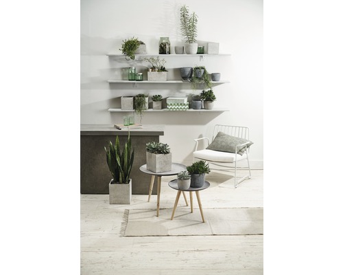 Salon décoratif avec des plantes en pots sur des étagères et des tables.